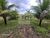 Terreno, 4000 m² - Foto 2