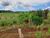 Chácara, 3 quartos, 3 hectares - Foto 3