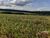 Fazenda, 51 hectares - Foto 4