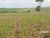 Sítio, 1 quarto, 5 hectares - Foto 1