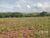 Sítio, 1 quarto, 5 hectares - Foto 4