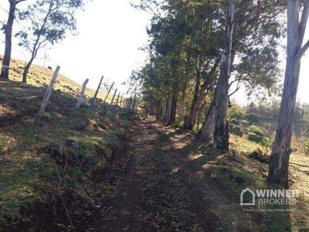 Sítio, 29 hectares - Foto 1