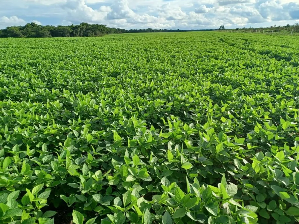 Fazenda, 2208 hectares - Foto 1