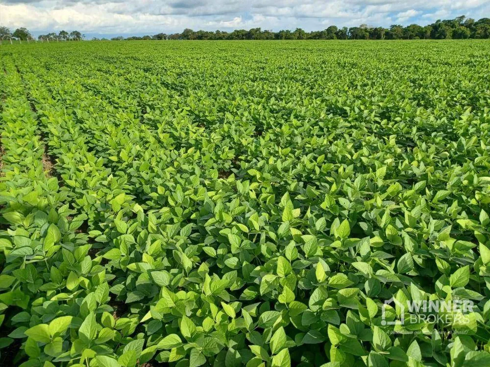 Fazenda, 2208 hectares - Foto 4