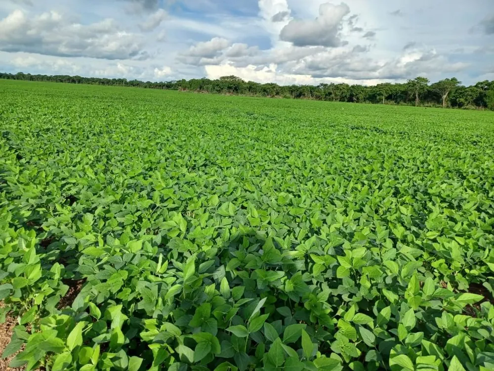 Fazenda, 2208 hectares - Foto 2