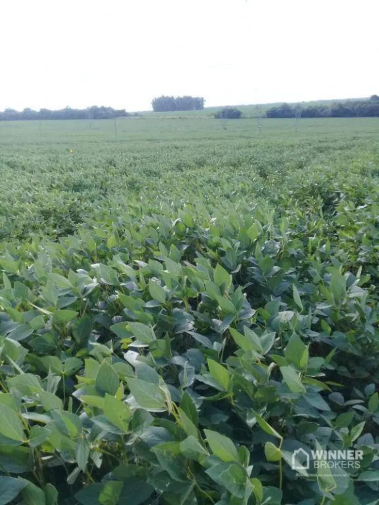 Fazenda, 104 hectares - Foto 4