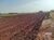 Chácara, 1 quarto, 3 hectares - Foto 8