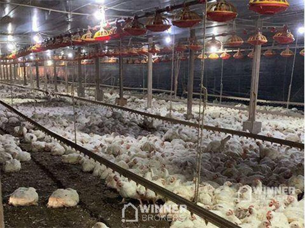 Sítio, 2 hectares - Foto 4