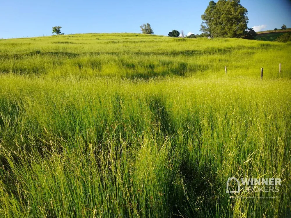 Sítio, 7 hectares - Foto 4