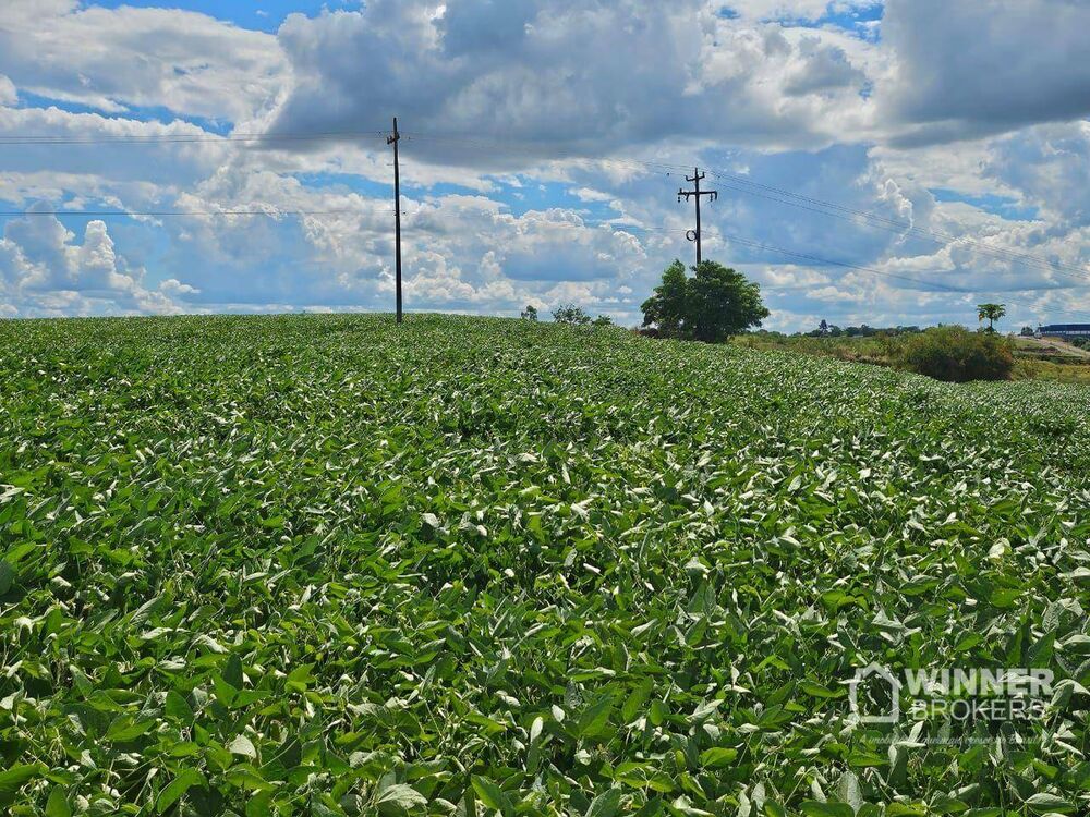 Terreno, 4 hectares - Foto 3