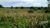 Sítio, 15 hectares - Foto 3