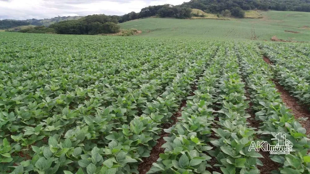Fazenda, 282 hectares - Foto 3