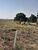 Chácara, 1 quarto, 5 hectares - Foto 4
