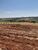 Terreno, 10000 m² - Foto 3