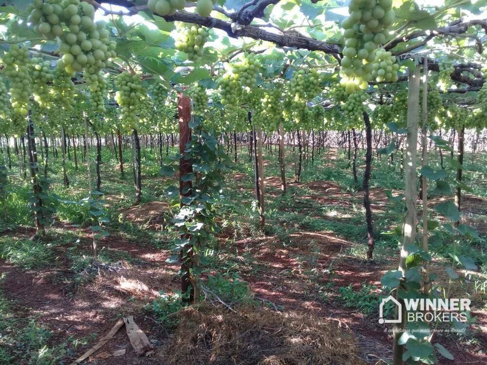 Chácara, 3 quartos, 5150 m² - Foto 2