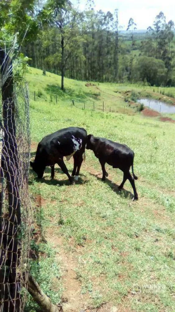 Chácara, 3 quartos, 5 hectares - Foto 19