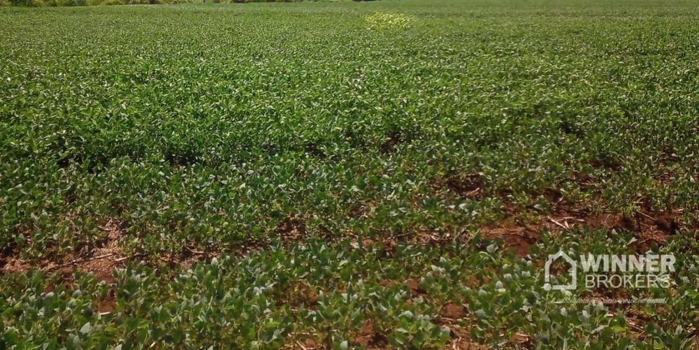 Sítio, 2 hectares - Foto 1