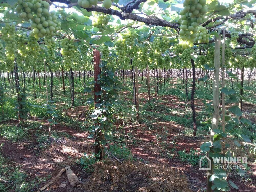 Chácara à venda com 3 quartos, 5152M2 - Foto 7