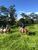 Fazenda, 7497 hectares - Foto 5