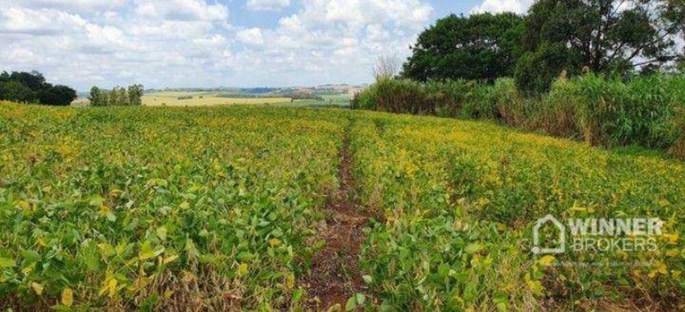 Sítio, 12 hectares - Foto 4