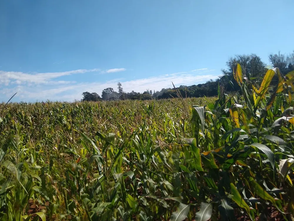 Terreno, 18 hectares - Foto 3