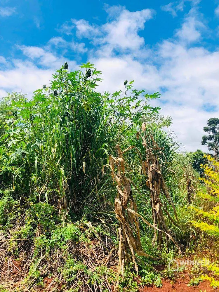 Chácara à venda com 1 quarto, 5000M2 - Foto 4