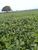 Fazenda, 104 hectares - Foto 3