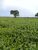 Fazenda, 104 hectares - Foto 2