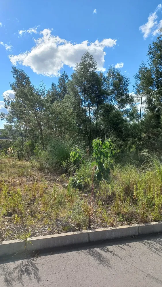 Terreno, 330 m² - Foto 7