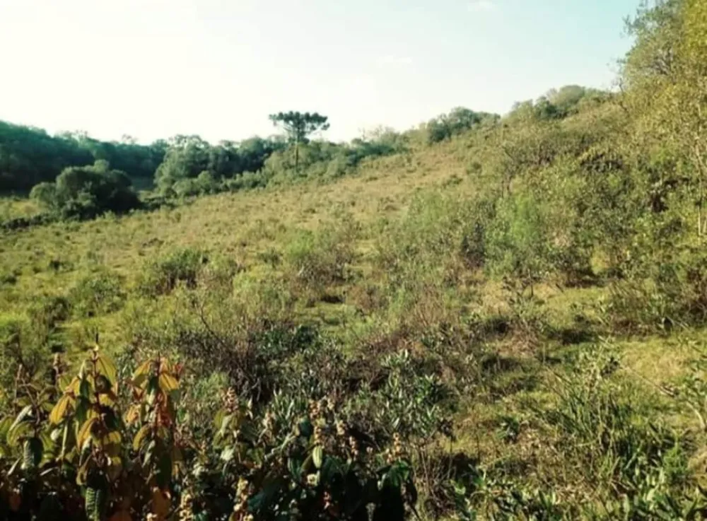 Terreno, 20000 m² - Foto 1