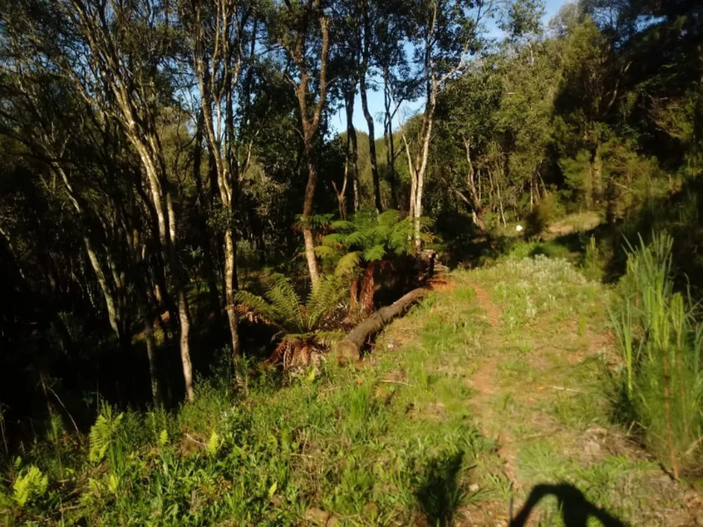 Chácara, 2 quartos, 2 hectares - Foto 7