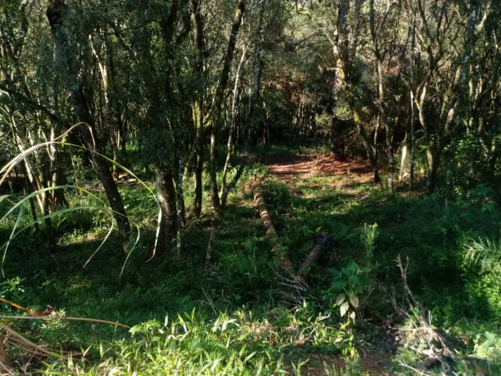 Chácara, 2 quartos, 2 hectares - Foto 6