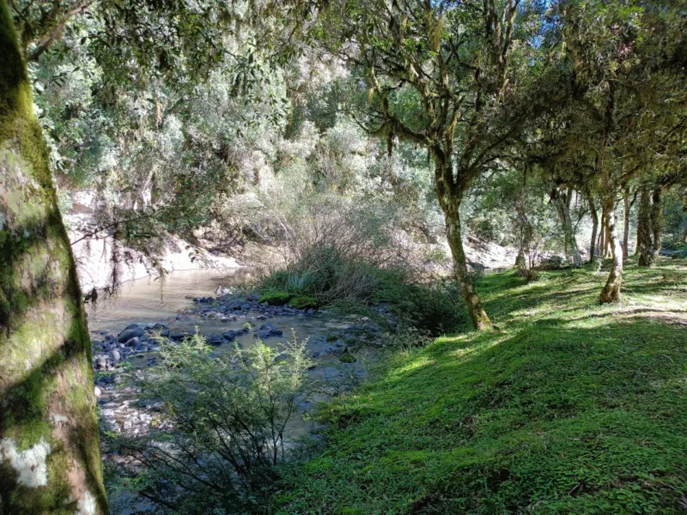 Chácara, 22 hectares - Foto 6