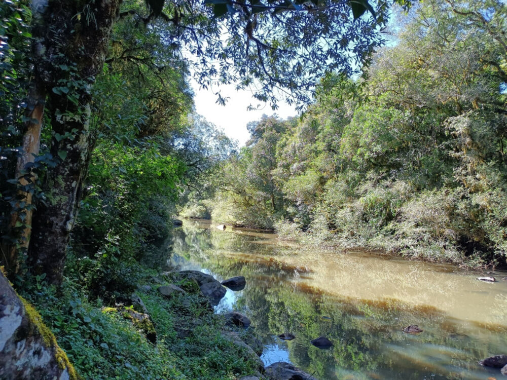 Chácara, 22 hectares - Foto 4