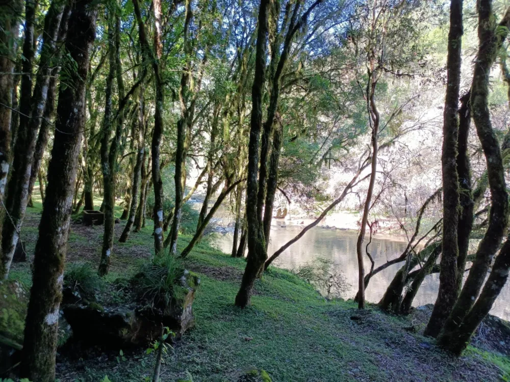 Chácara, 22 hectares - Foto 25