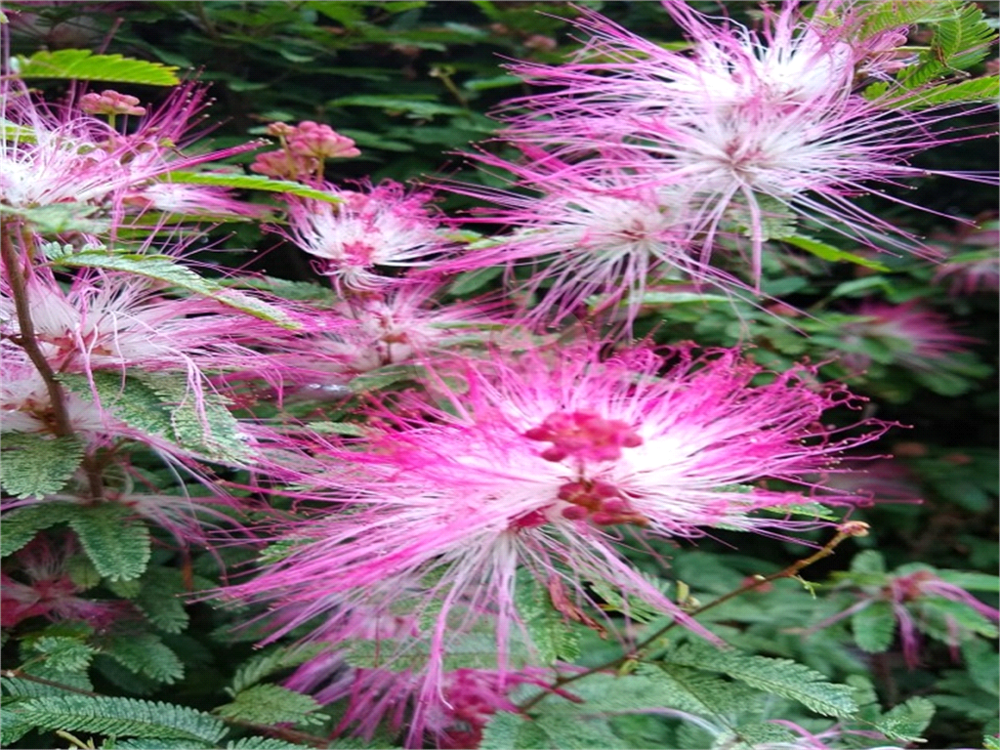 Chácara, 4 quartos, 2350 m² - Foto 8