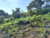 Terreno, 250 m² - Foto 11