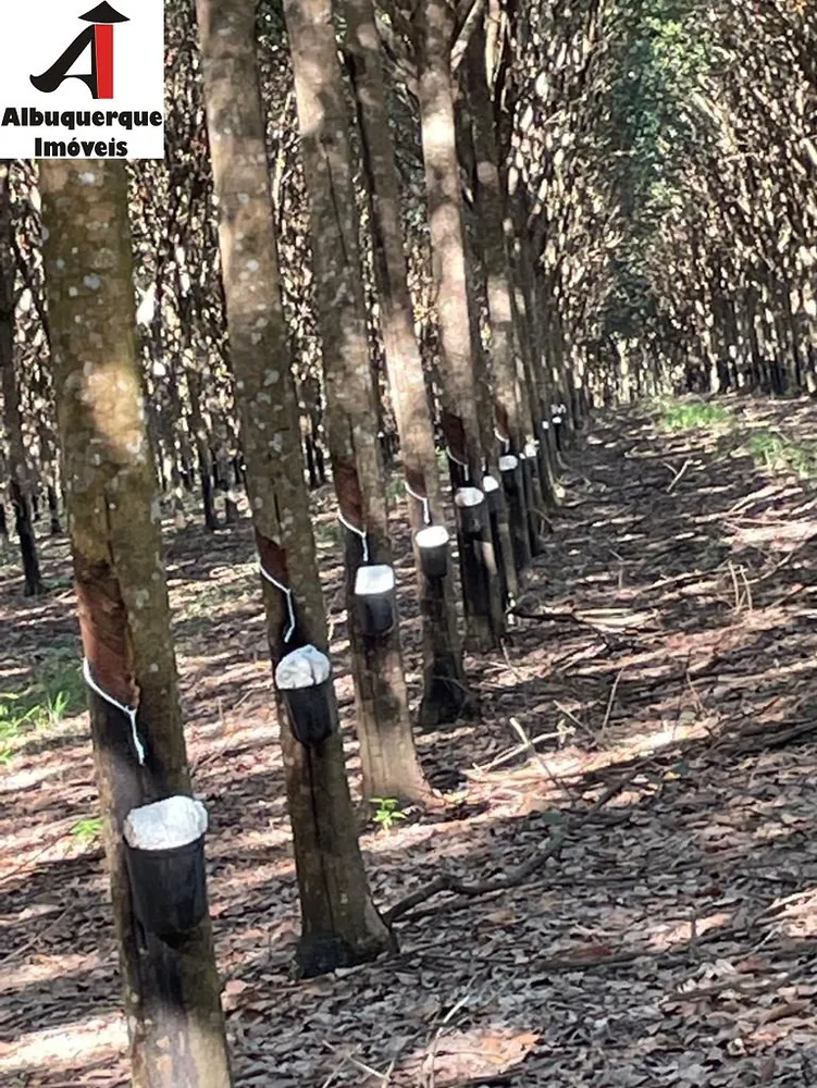 Fazenda - Foto 7