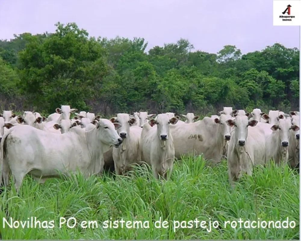 Fazenda, 6 hectares - Foto 11