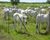 Fazenda, 6 hectares - Foto 1