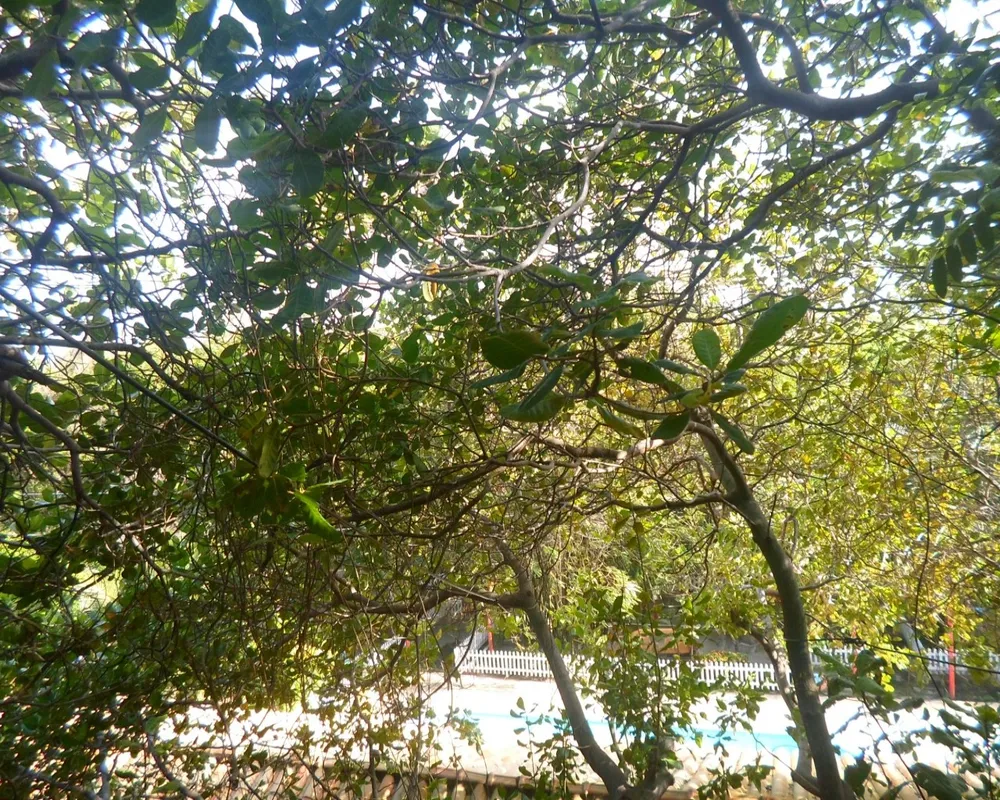 Chácara, 10 quartos, 2 hectares - Foto 11