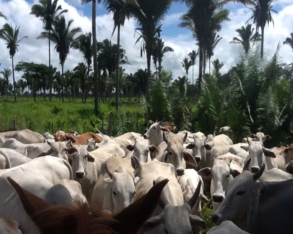 Fazenda à venda com 2 quartos, 270m² - Foto 3