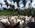 Fazenda, 270 m² - Foto 3