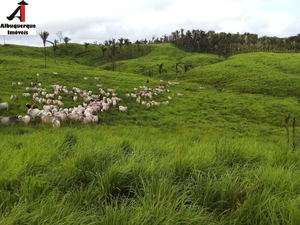 Fazenda à venda com 2 quartos, 4000m² - Foto 4