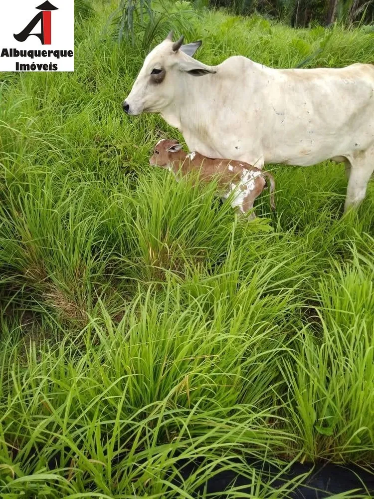Fazenda, 4000 m² - Foto 9