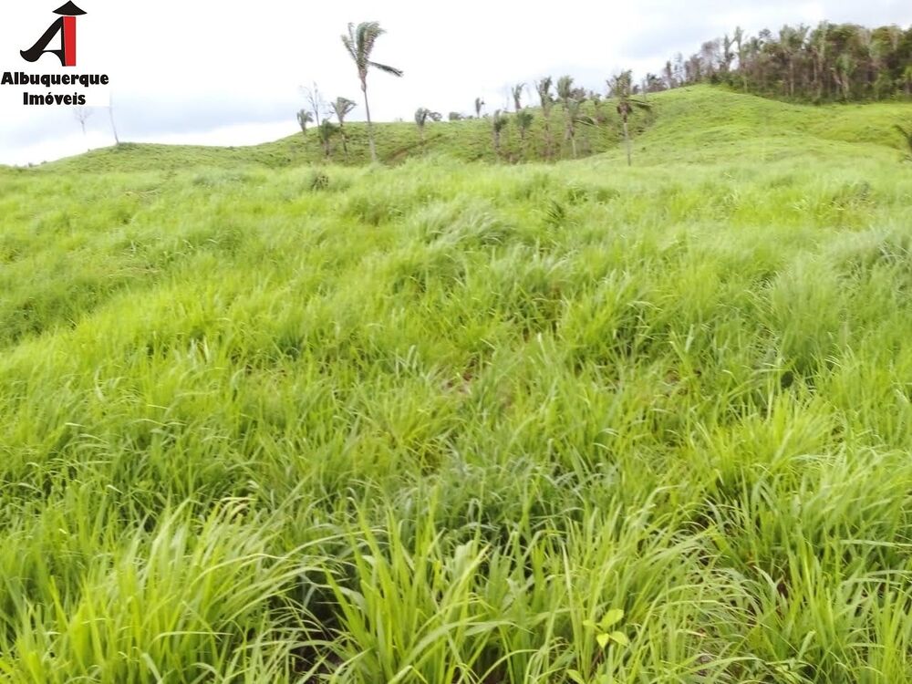 Fazenda à venda com 2 quartos, 4000m² - Foto 3