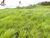 Fazenda, 4000 m² - Foto 3