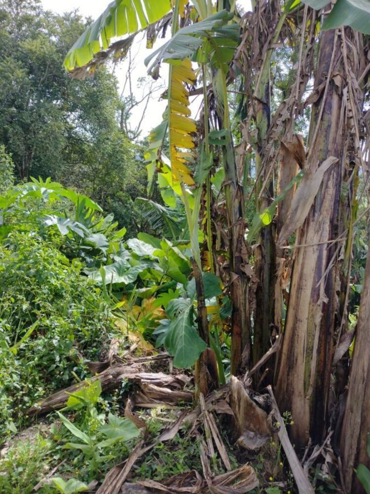 Terreno, 250 m² - Foto 6