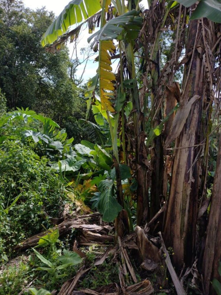 Terreno, 250 m² - Foto 3