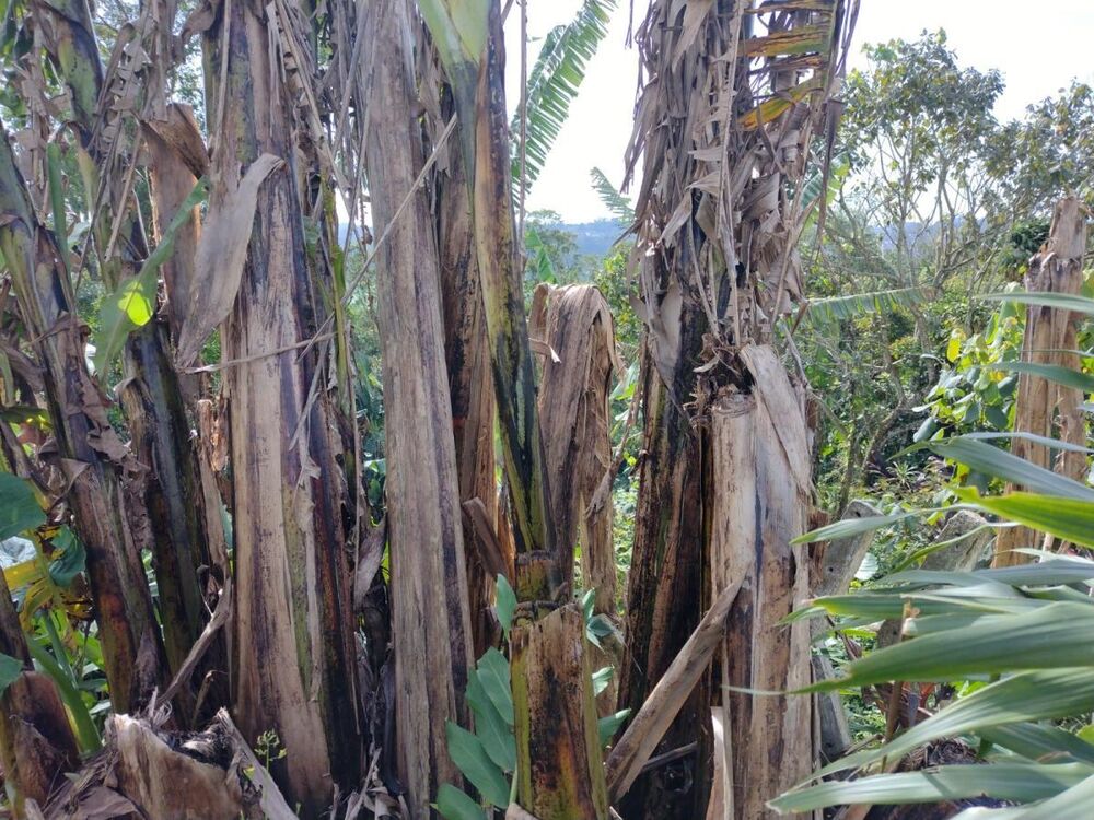 Terreno, 250 m² - Foto 7